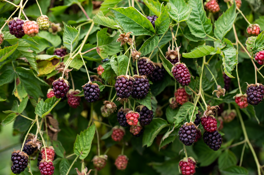 What are Antioxidants?