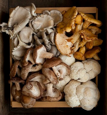 Fungi and Fiber: How Mushrooms Benefit Your Gut Health