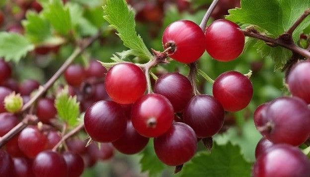 Fresh Frozen Organic Red Gooseberries