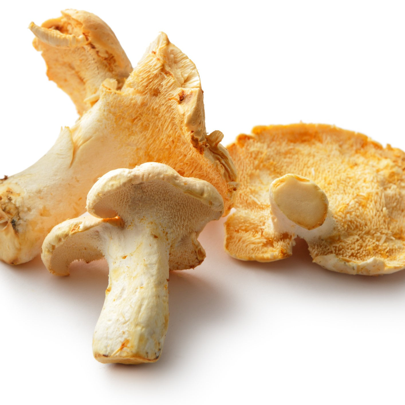 Fresh Wild Hedgehog Mushrooms