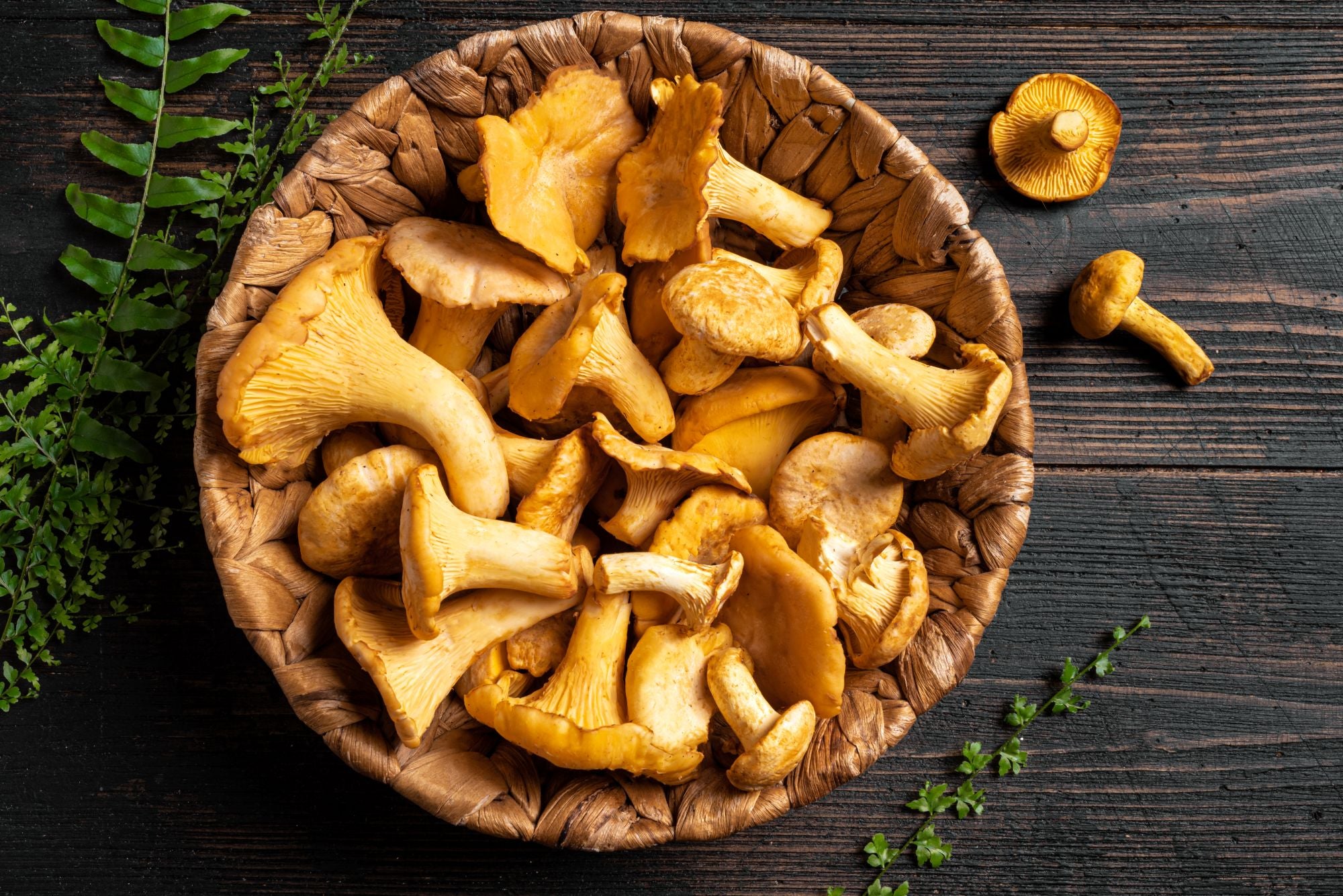 ***FRESH Chanterelle Mushrooms (5lbs)