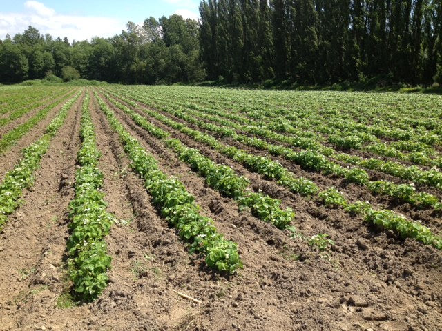 Fresh Frozen Organic Heirloom Strawberries