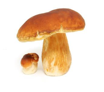Fresh Frozen Porcini Mushrooms