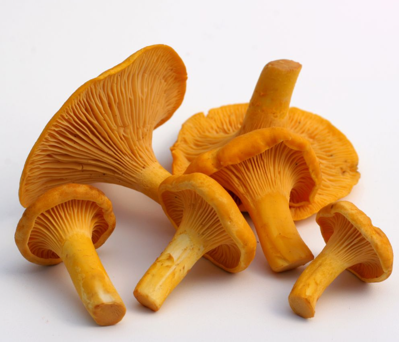 Fresh Chanterelle Mushrooms