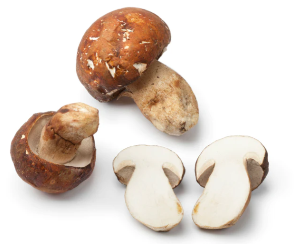 Fresh Wild Porcini Mushrooms