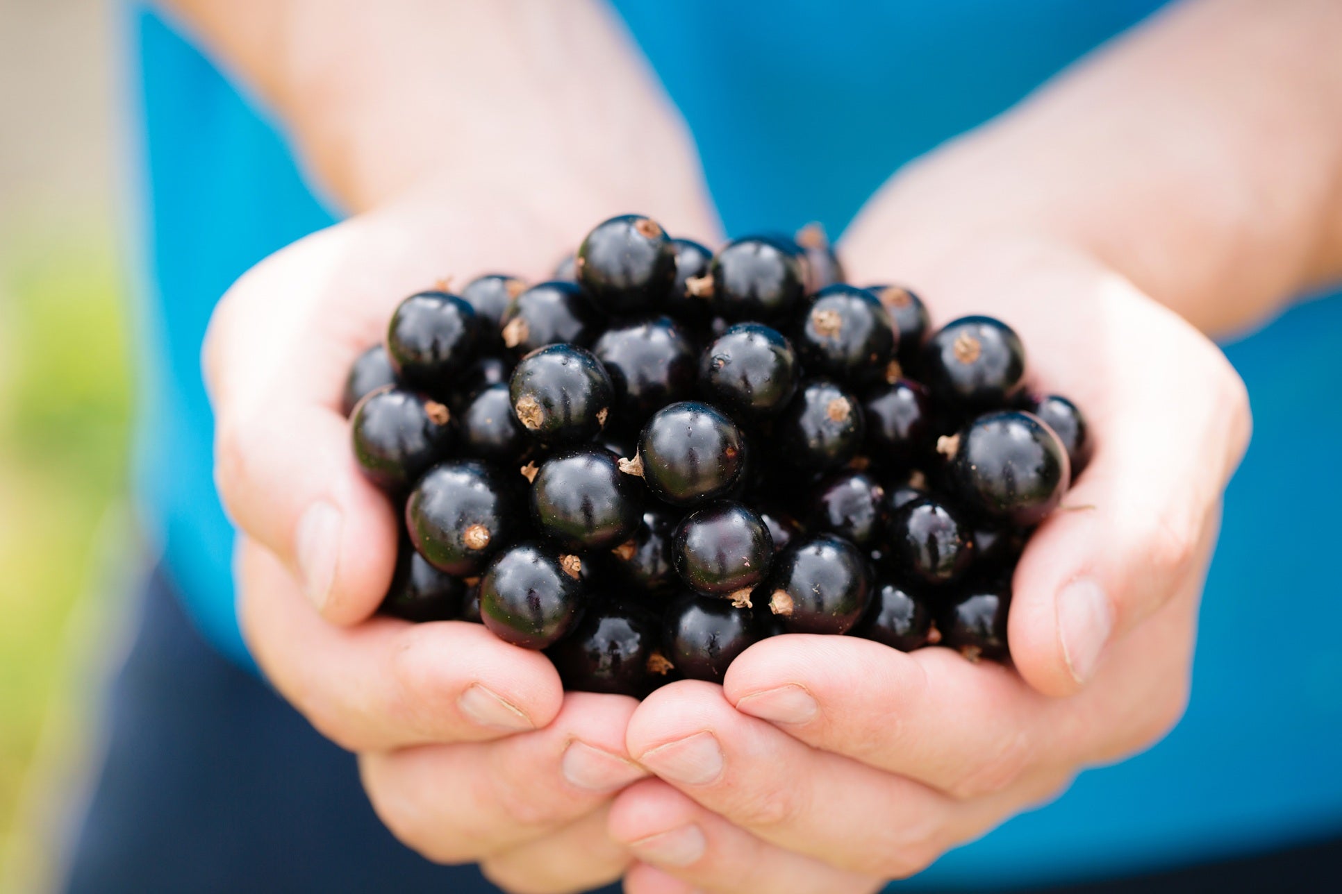 Fresh Frozen Organic Black Currants