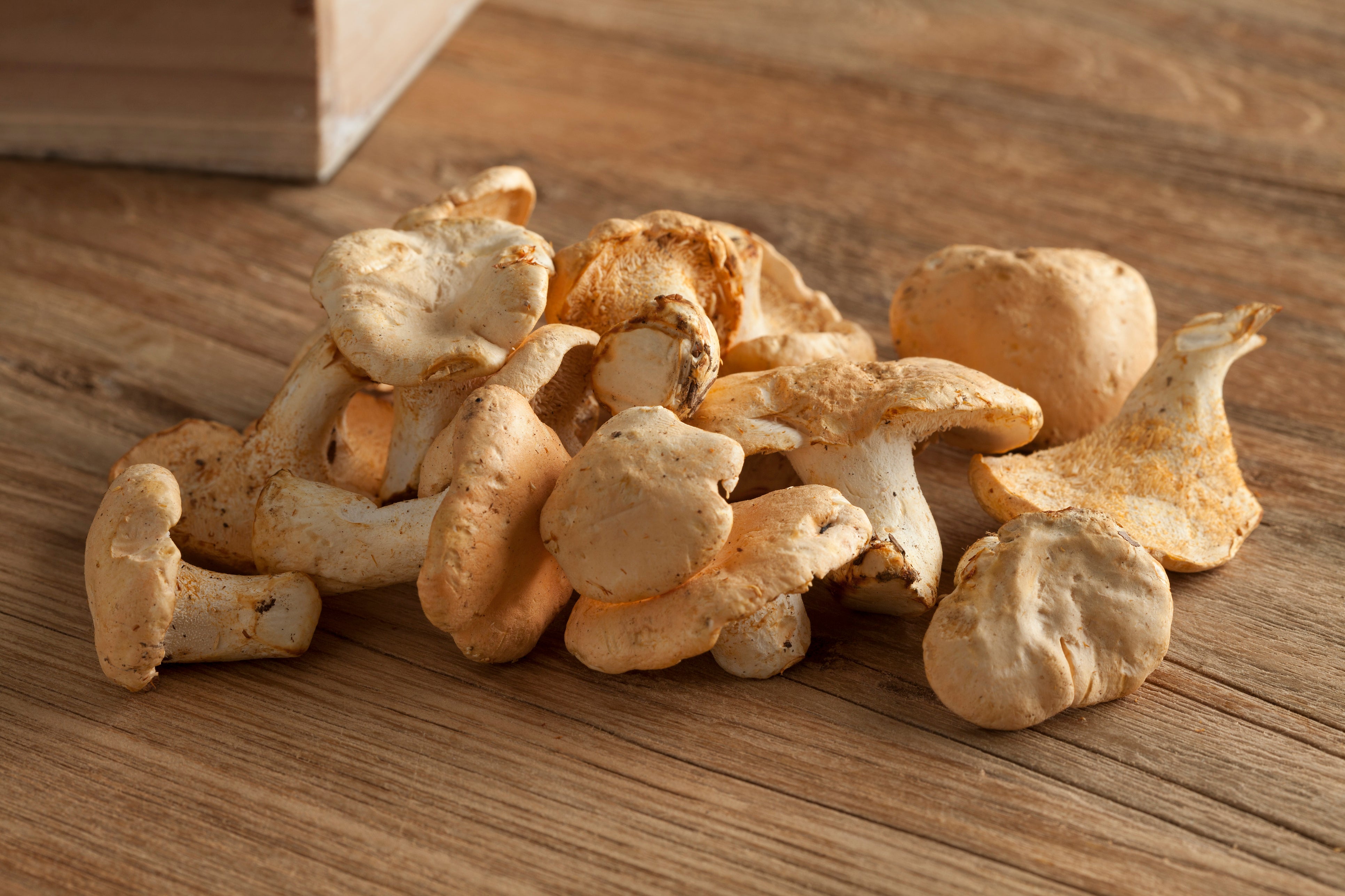***FRESH Wild Hedgehog Mushrooms