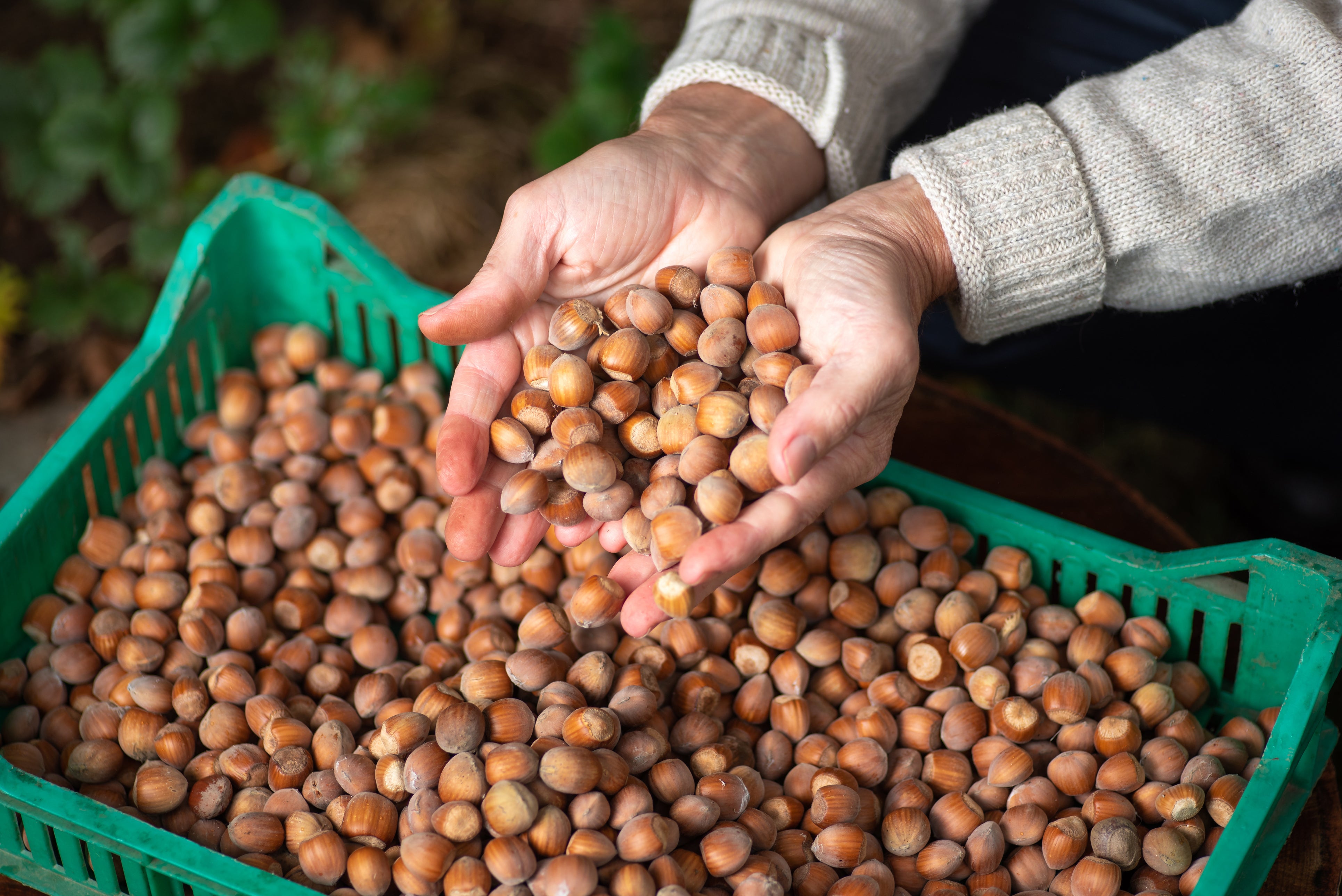 Raw Organic Hazelnuts