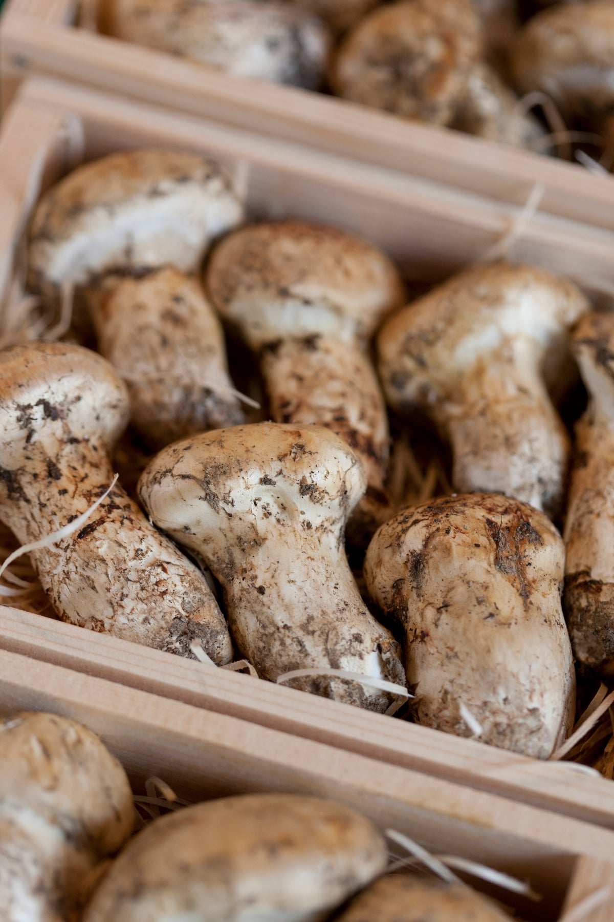 ***Fresh Matsutake Mushrooms