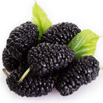 Fresh Frozen Organic Black Mulberries
