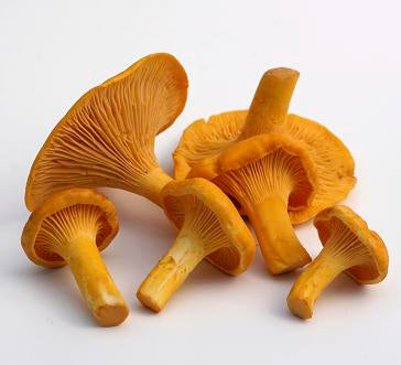 Fresh Chanterelle Mushrooms (5lbs)