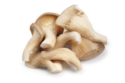 Fresh Organic Oyster Mushrooms